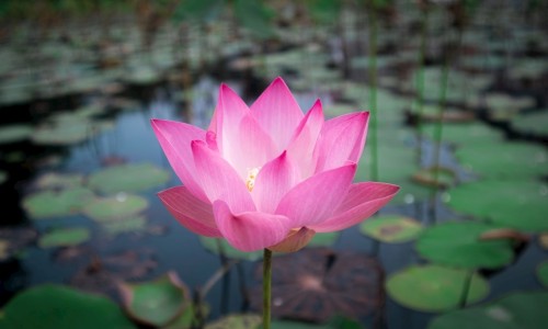 英花片用法用量-英花片说明书注意事项-英花片几盒一个疗程,中国英花片.说明书网站